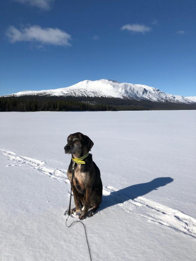 Valagardens Vaerdshus Och Camping Ab Vålådalen Buitenkant foto